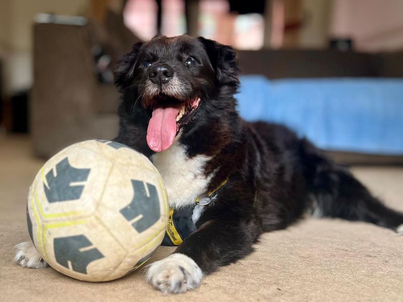 Border Collie for adoption in Leeds, Yorkshire – 8 years old - Image 3 of 5