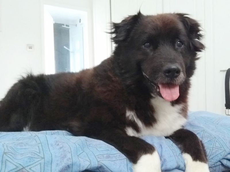 Border Collie for adoption in Leeds, Yorkshire – 8 years old