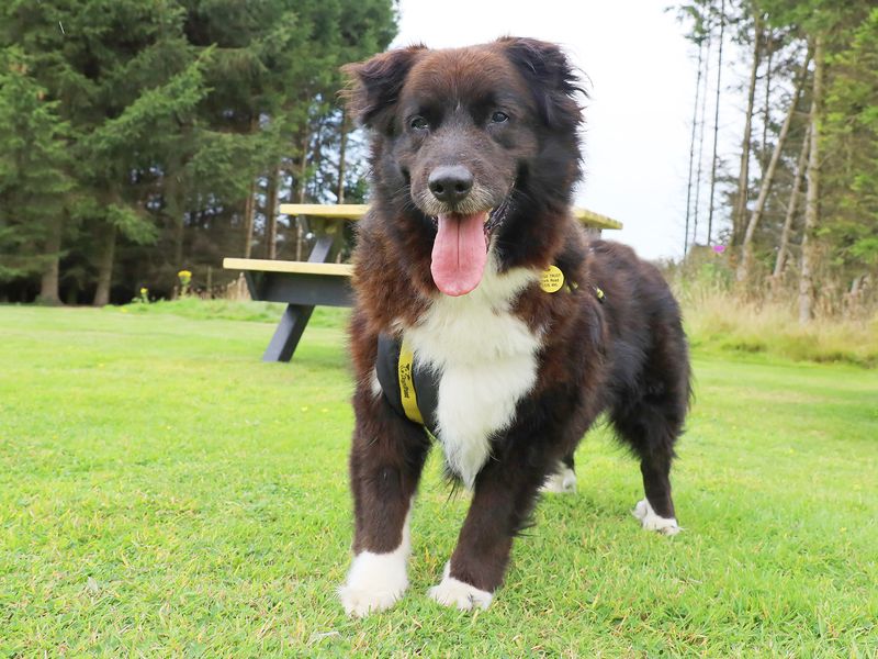 Border Collie for adoption in Leeds, Yorkshire – 8 years old - Image 4 of 5