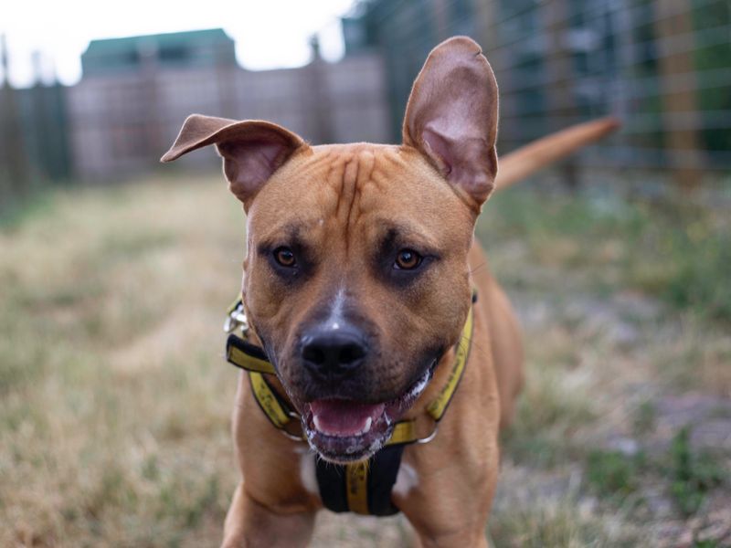 American Bulldog for adoption in Cardiff, Glamorgan – 2 years old - Image 3 of 5