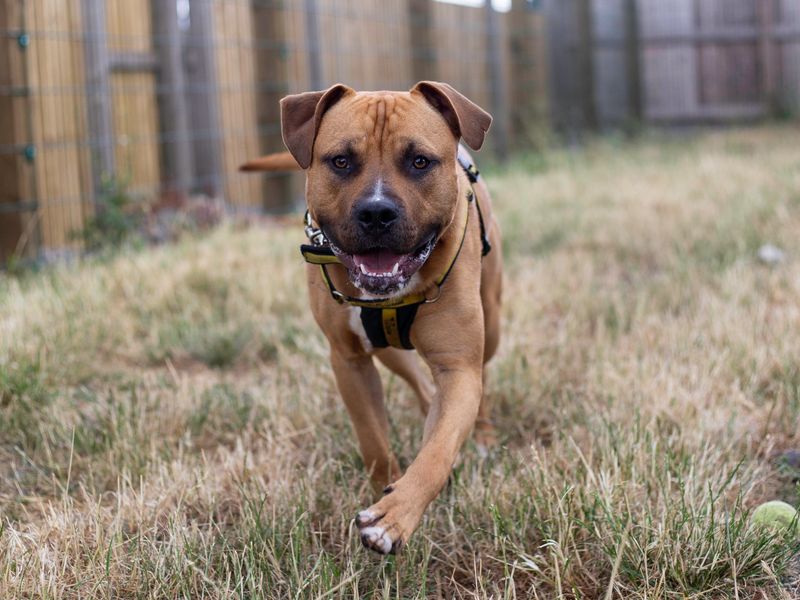 American Bulldog for adoption in Cardiff, Glamorgan – 2 years old - Image 1 of 5