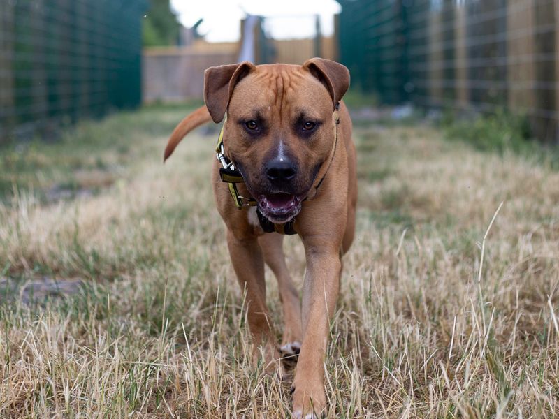 American Bulldog for adoption in Cardiff, Glamorgan – 2 years old - Image 2 of 5