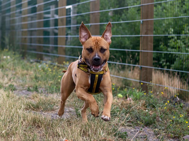 American Bulldog for adoption in Cardiff, Glamorgan – 2 years old - Image 5 of 5