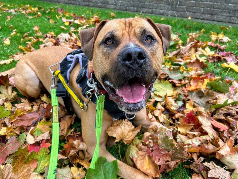 Spud, a 4 years old male American Bulldog available for adoption from Dogs Trust in Manchester, Greater Manchester