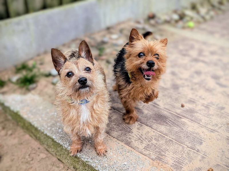 Yorkshire Terrier for adoption in Cardiff, Glamorgan – 7 years old - Image 6 of 6