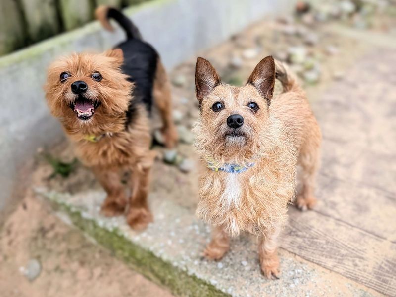 Yorkshire Terrier for adoption in Cardiff, Glamorgan – 7 years old - Image 1 of 6