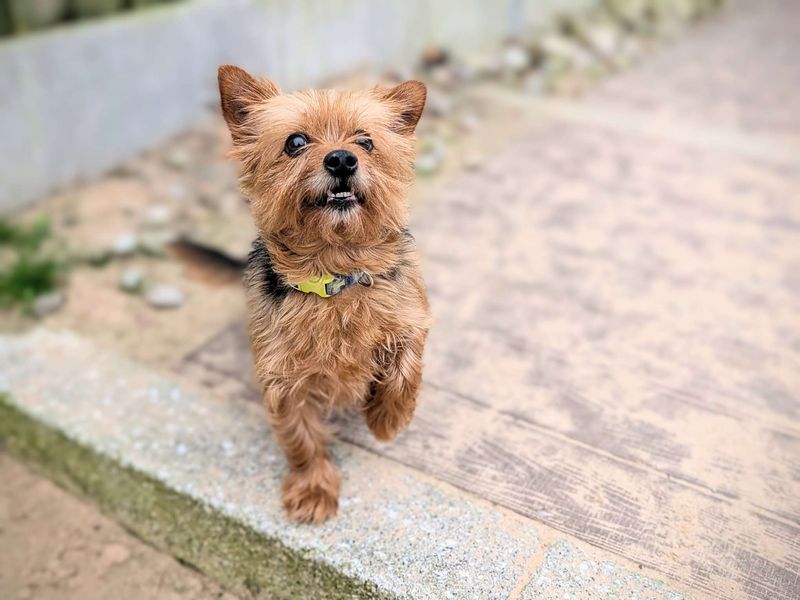 Yorkshire Terrier for adoption in Cardiff, Glamorgan – 7 years old - Image 4 of 6