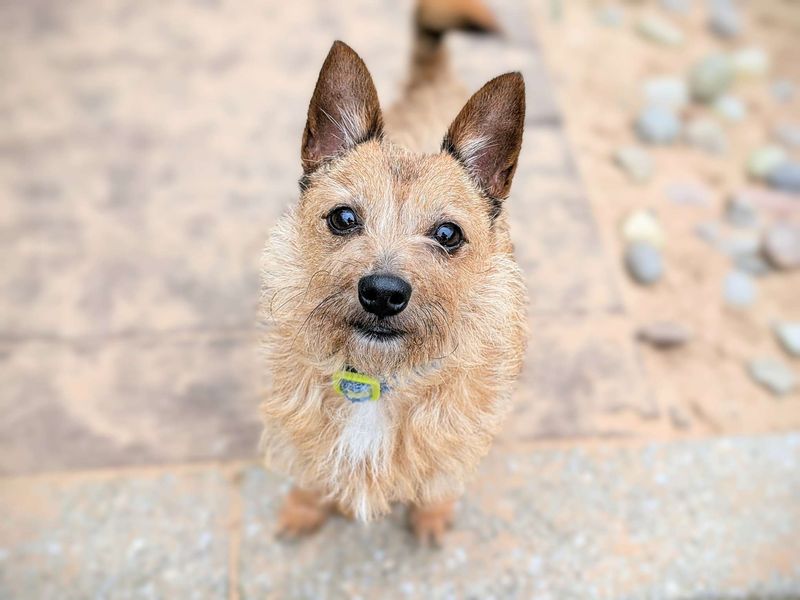 Yorkshire Terrier for adoption in Cardiff, Glamorgan – 7 years old - Image 2 of 6