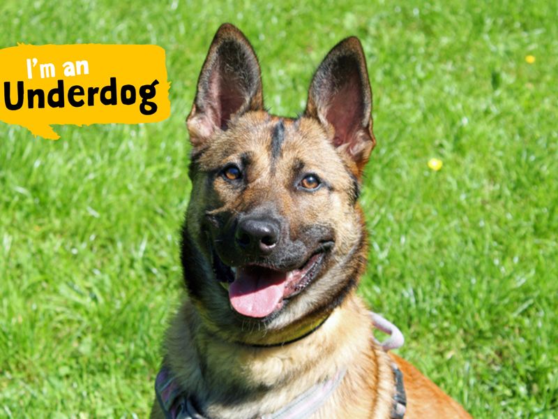 German Shepherd puppies for sale in Liverpool – 2 years old