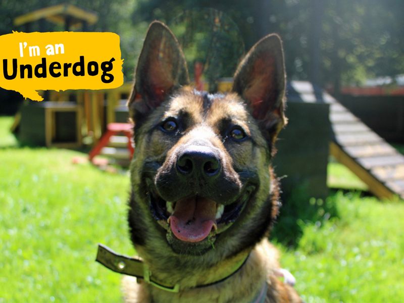 Athena | German Shepherd Dog Cross | Merseyside (Liverpool) - 1