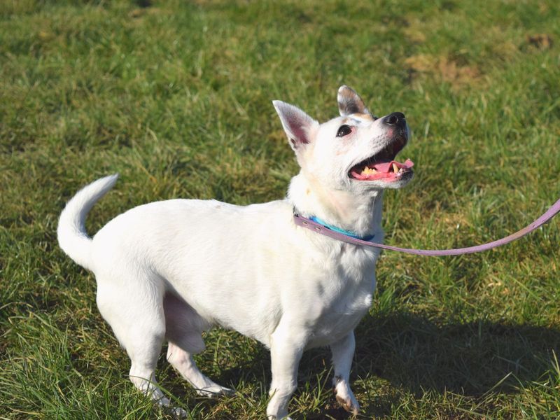 Jesse - Image 2 of 4