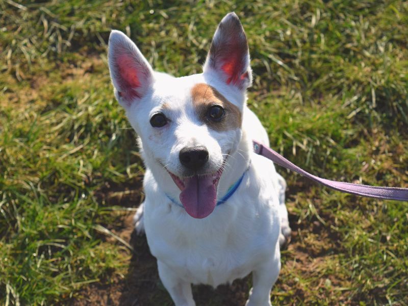 Jack Russell Terrier for adoption in Uxbridge, London – 15 years old