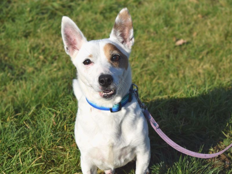 Jesse - Image 3 of 4