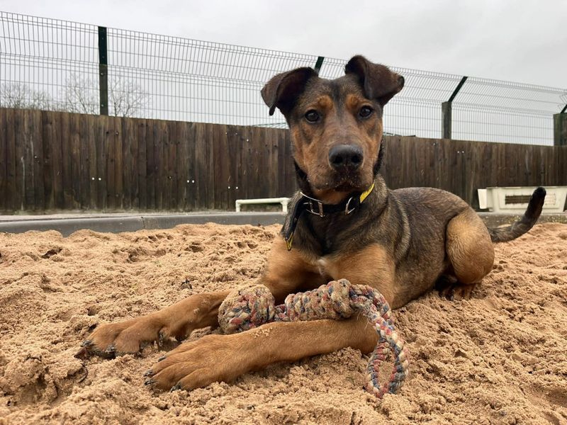 undefined | German Shepherd Dog Cross | undefined - 1