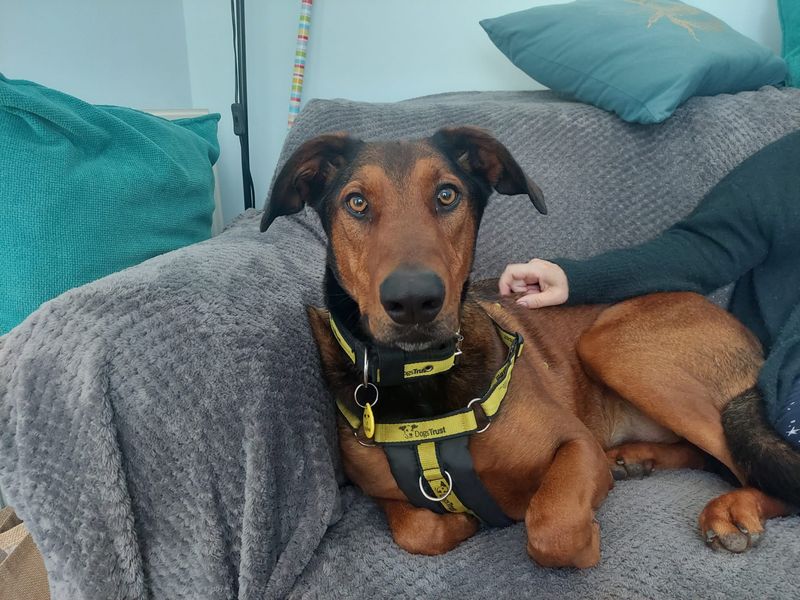 Jac | Dobermann Cross | Ilfracombe - 2
