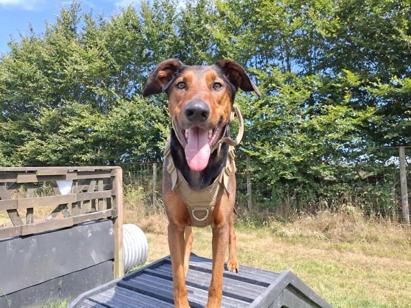 Jac | Dobermann Cross | Ilfracombe - 4
