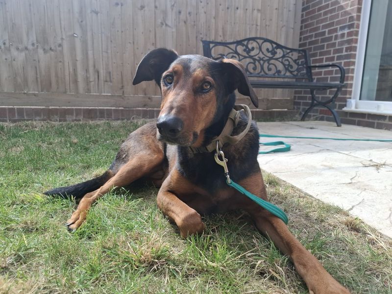 Jac | Dobermann Cross | Ilfracombe - 6