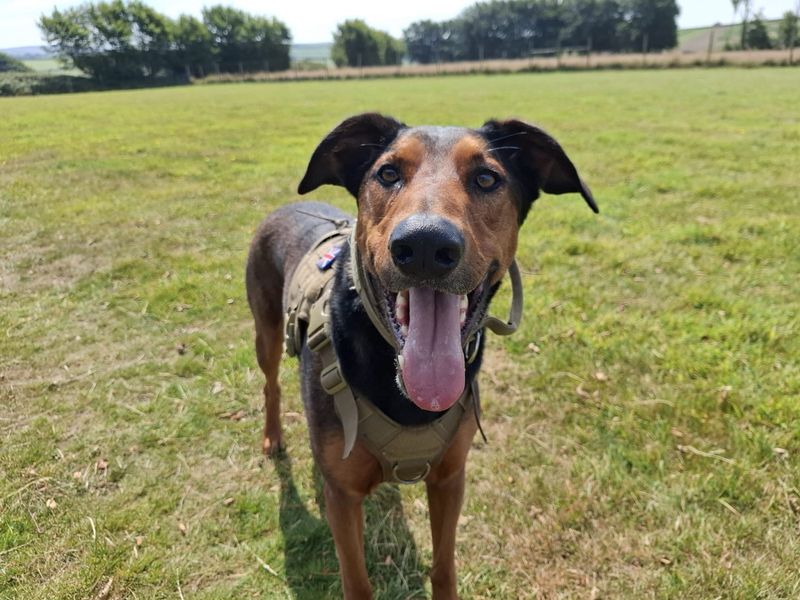 Jac | Dobermann Cross | Ilfracombe - 7