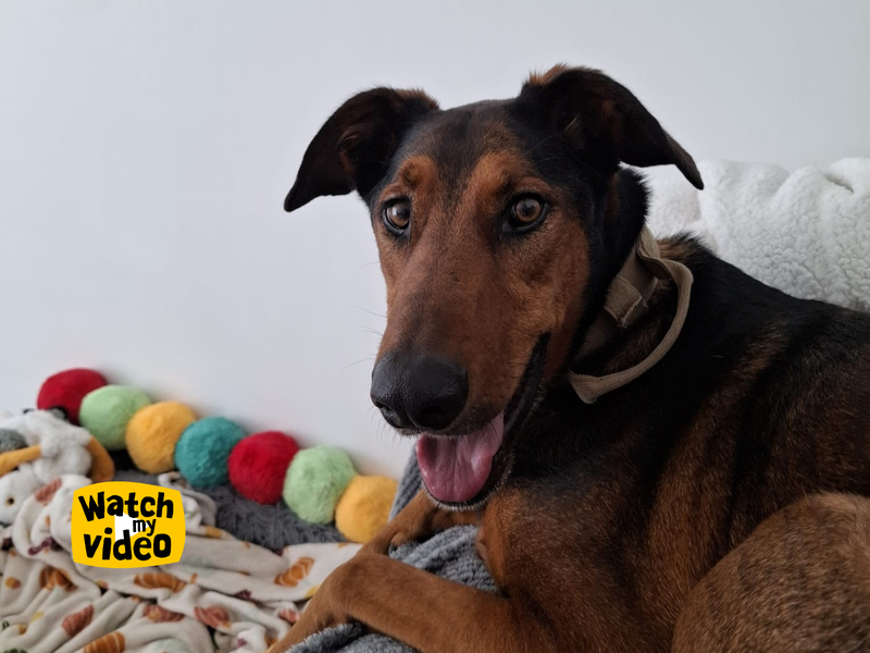 Jac | Dobermann Cross | Ilfracombe - 5