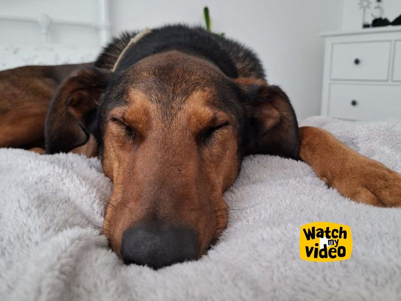 Jac | Dobermann Cross | Ilfracombe - 7