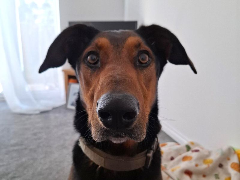 Jax | Dobermann Cross | Shoreham (Sussex) - 5