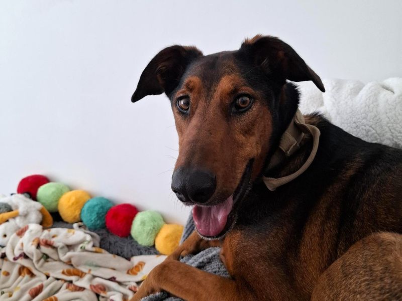 Jax | Dobermann Cross | Shoreham (Sussex) - 6