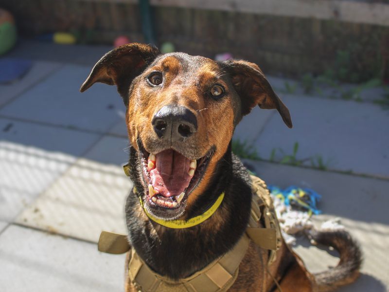 Jax | Dobermann Cross | Shoreham (Sussex) - 7