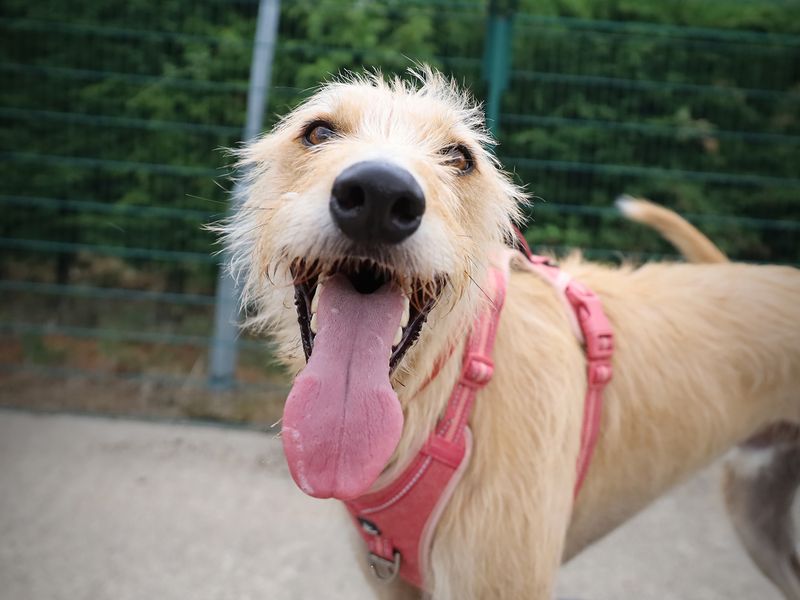 Marley | Lurcher Cross | Leeds - 1