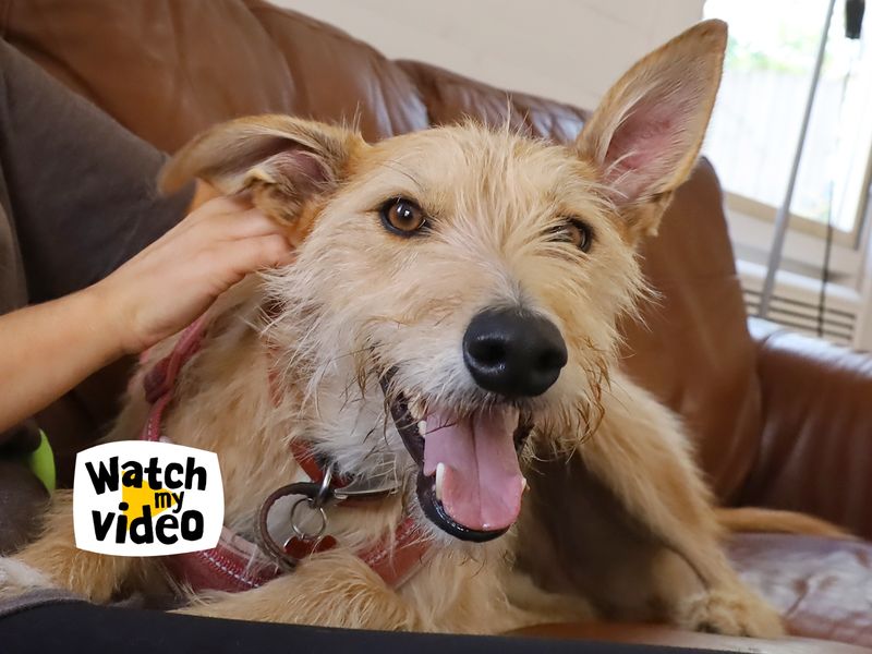 Marley | Lurcher Cross | Leeds - 1