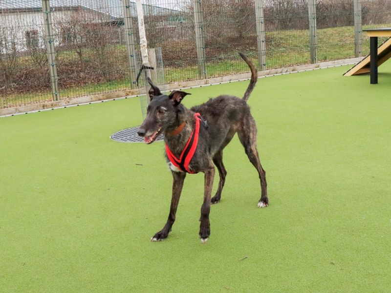 Lily, a 4 years old female Deerhound available for adoption from Dogs Trust in Evesham, West Midlands