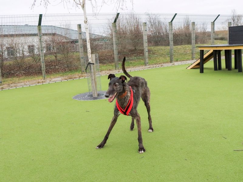 Lily, a 4 years old female Deerhound available for adoption from Dogs Trust in West Midlands
