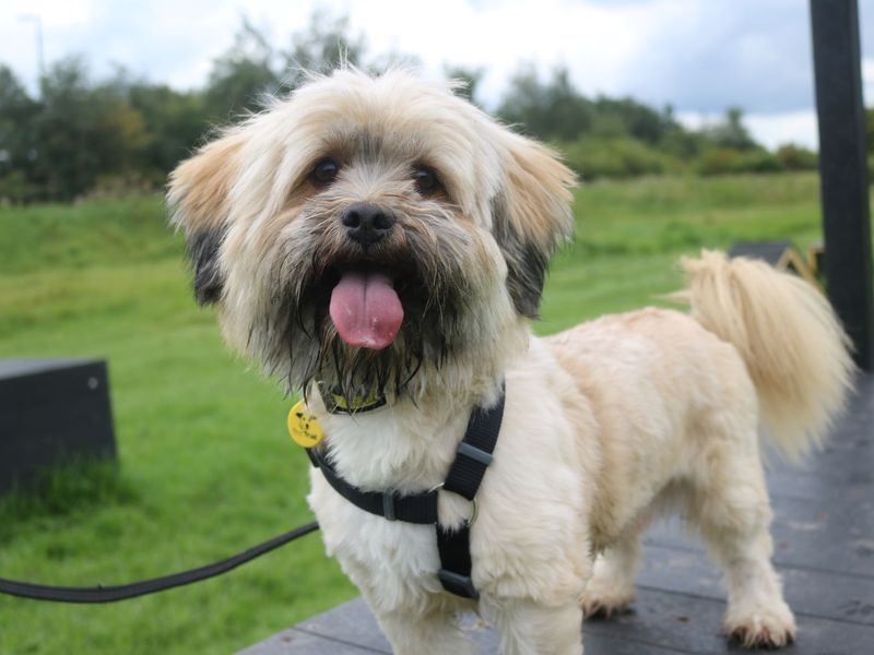 Ozzy | Lhasa Apso | Glasgow - 1