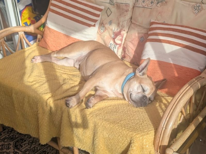 Opie | French Bulldog | Kenilworth (West Midlands) - 1