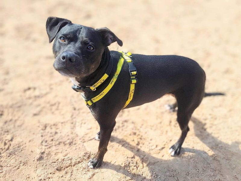 Staffordshire Bull Terrier for adoption in Wymeswold, Leicestershire – 8 years old - Image 2 of 3