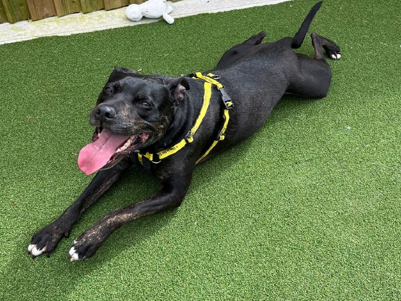 Staffordshire Bull Terrier for adoption in Wymeswold, Leicestershire – 8 years old