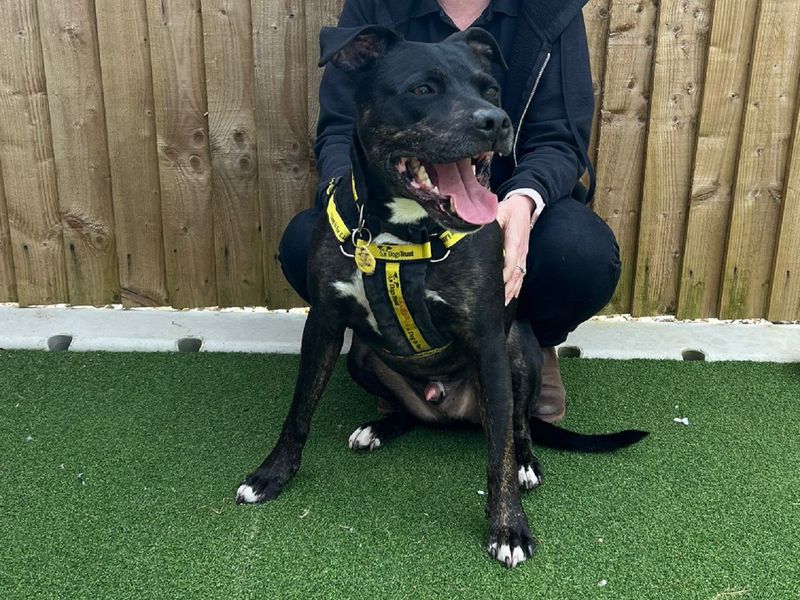 Staffordshire Bull Terrier for adoption in Wymeswold, Leicestershire – 8 years old - Image 3 of 3