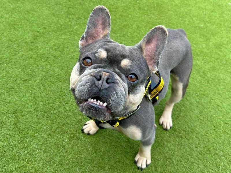 French Bulldog for adoption in Wickford, Essex – 5 years old - Image 3 of 4