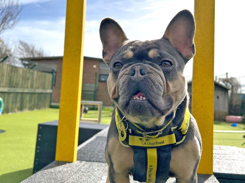 French Bulldog for adoption in Wickford, Essex – 5 years old - Image 4 of 4