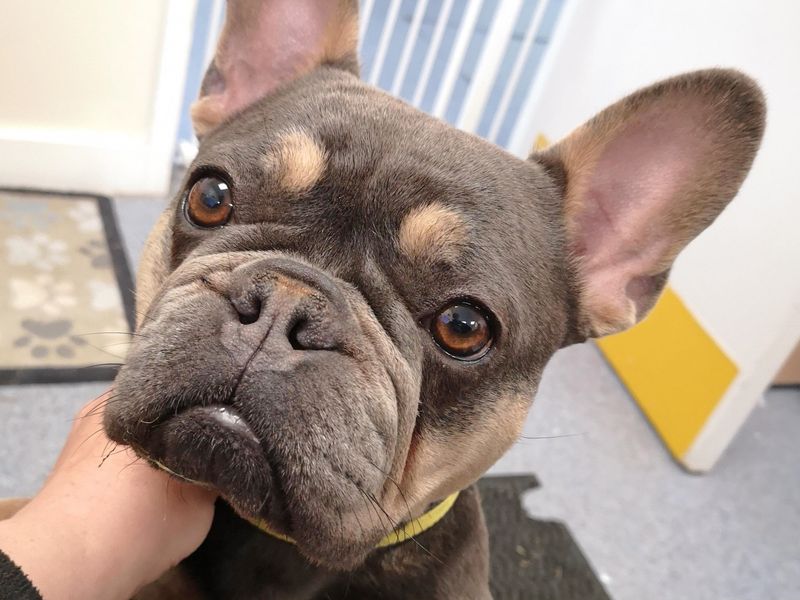 French Bulldog for adoption in Wickford, Essex – 5 years old - Image 2 of 4