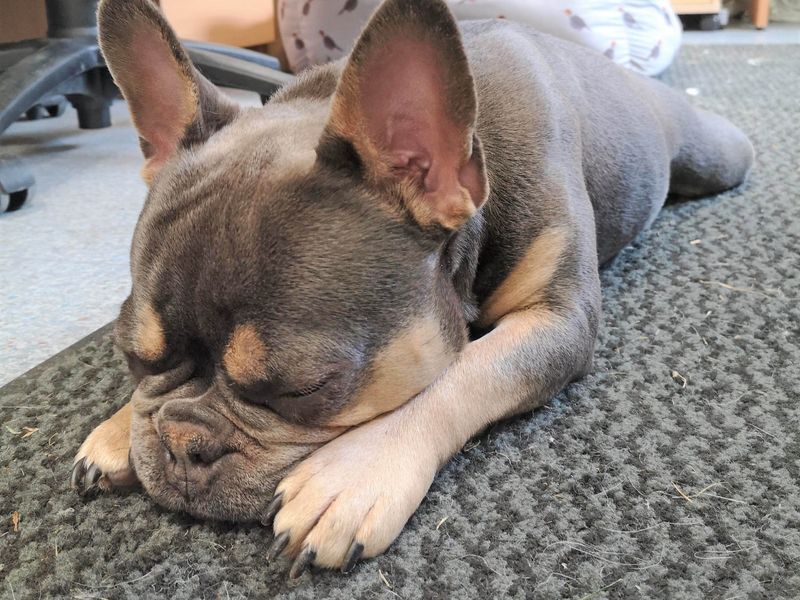 French Bulldog for adoption in Wickford, Essex – 5 years old - Image 1 of 4