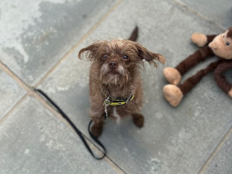 Poodle for adoption in Chestfield, Kent – 3 years old