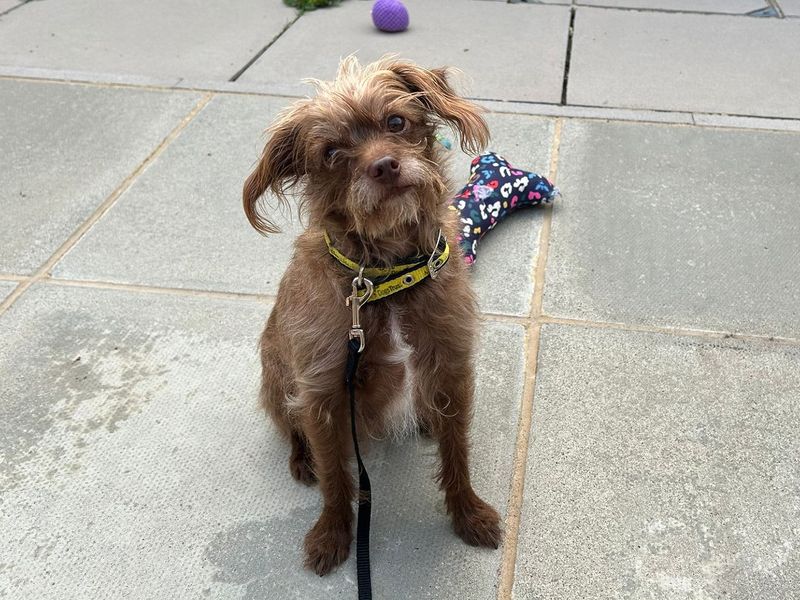 Poodle for adoption in Chestfield, Kent – 3 years old - Image 2 of 3