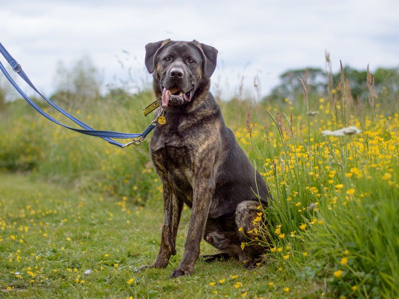 Max for sale in Kenilworth - Image 1