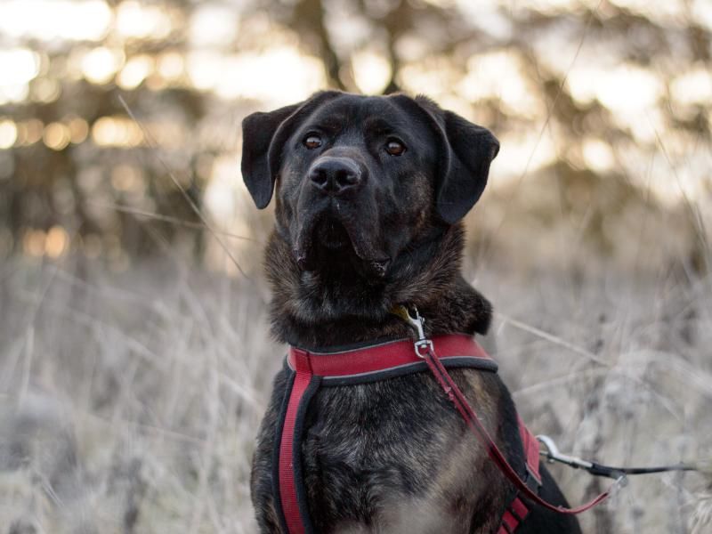 Max for sale in Kenilworth - Image 3
