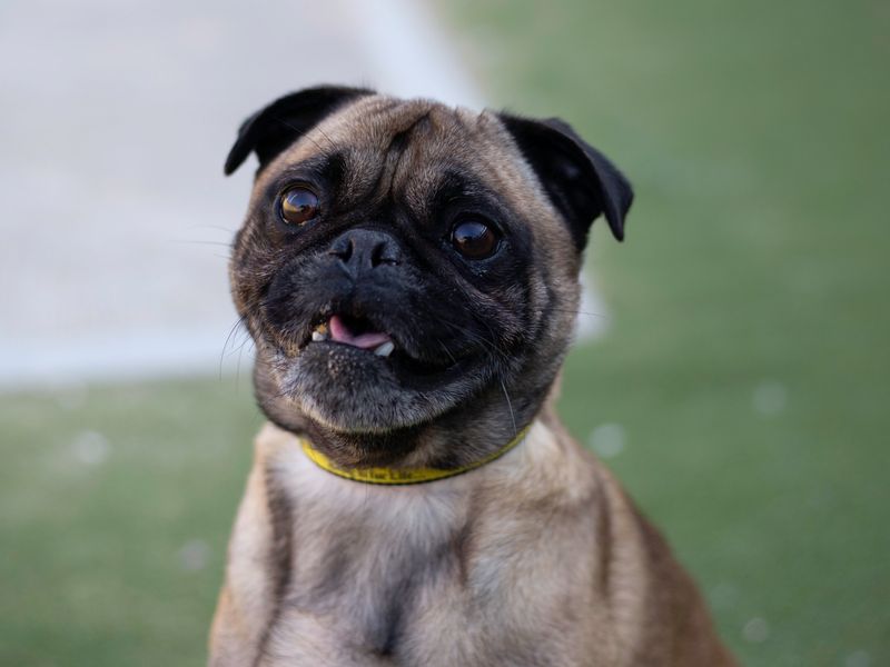 Pug for adoption in Cardiff, Glamorgan – 6 years old - Image 4 of 4