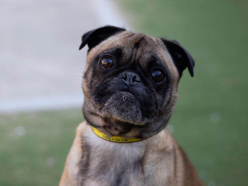 Pug for adoption in Cardiff, Glamorgan – 6 years old - Image 3 of 4