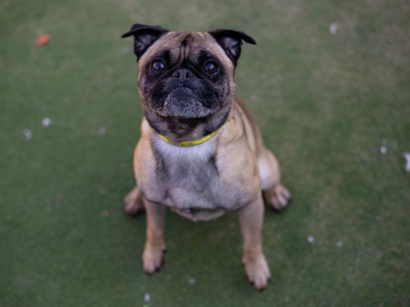 Pug for adoption in Cardiff, Glamorgan – 6 years old - Image 2 of 4