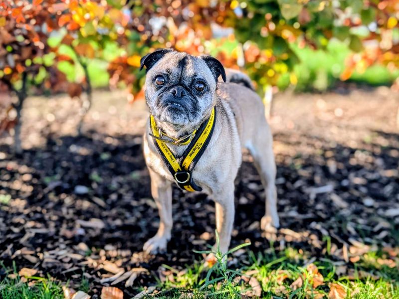 Dexter | Pug Cross | Cardiff - 1