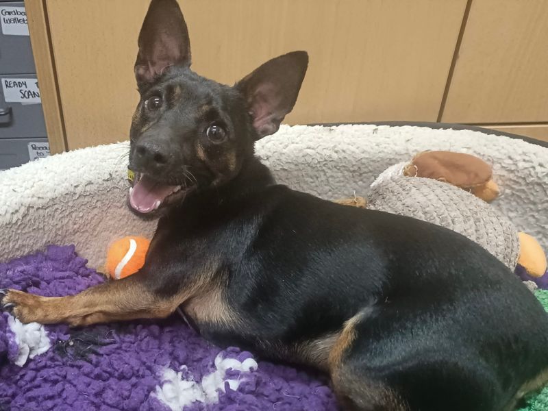 Dachshund for adoption in Ballymena, Co Antrim – 3 years old