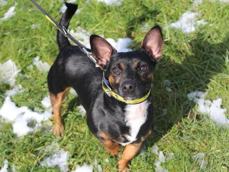 Jack Russell for adoption in Ballymena, Co Antrim – 3 years old - Image 5 of 7